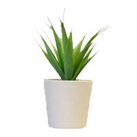 Get Well Plants