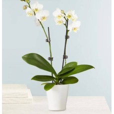 Double White Orchid Plant