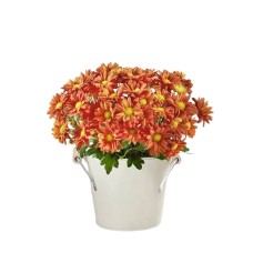 Fall Mum Plant 6"