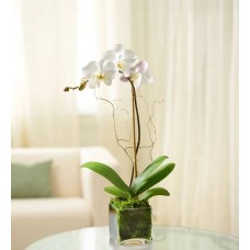 White Phalaenopsis Orchid