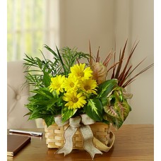 Dish Garden with Fresh Cut Flowers (Medium)