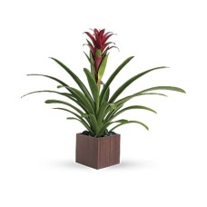 Bromeliad Beauty