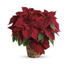 Red Poinsettia