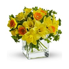 Giftblooms Daffodil Dreams (Standard)
