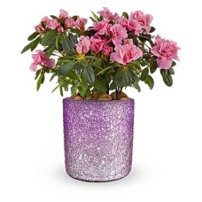 Giftblooms Blooming Sparkle Azalea Plant