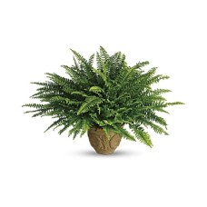 Heartwarming Thoughts Boston Fern