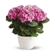 Happy Hydrangea - Pink