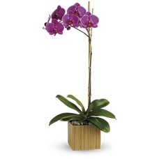 Imperial Purple Orchid