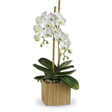 Opulent Orchids