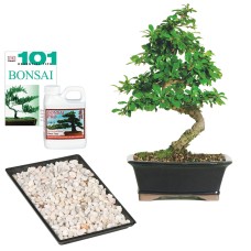 Fukien Tea Complete Gift