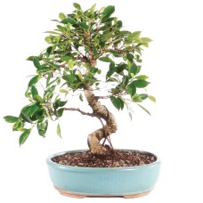 Golden Gate Ficus