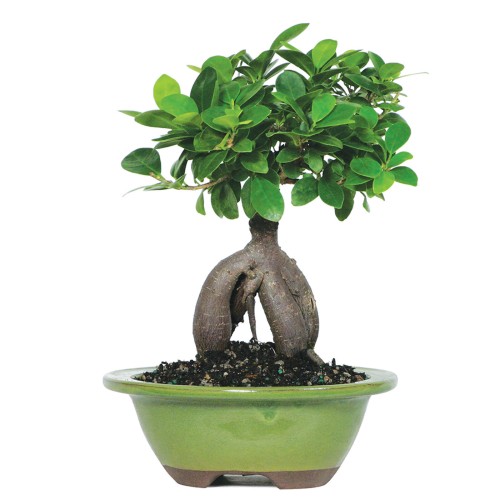 Ginseng Grafted Ficus
