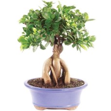 Ginseng Grafted Ficus - CT7013GMF