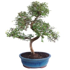Chinese Elm