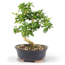 Fukien Tea