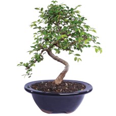 Chinese Elm - CT9005CE