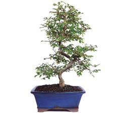 Chinese Elm - CT9006CE
