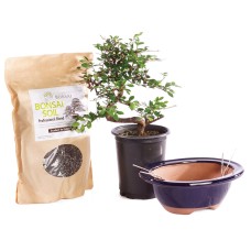 Chinese Elm