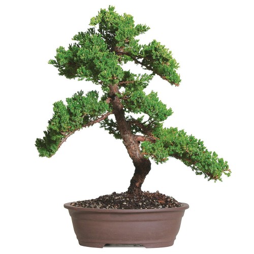 Green Mound Juniper - DT0110GMJ