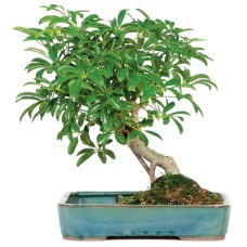Hawaiian Umbrella Bonsai in Water Pot