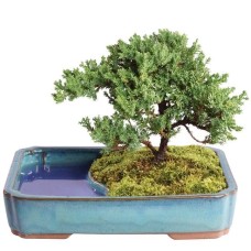 Green Mound Juniper in Water Pot - DT0118GMJWP
