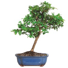 Jaboticaba - DT0414JMC