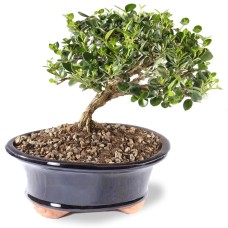 Natal Plum