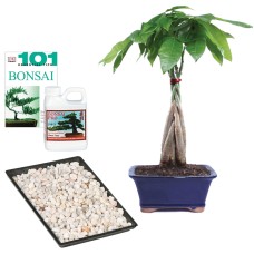Braided Money Tree