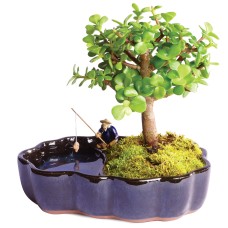Dwarf Jade in Zen Reflections Pot