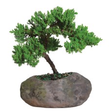 Green Mound Juniper In Rock Pot - DT1509GMJR