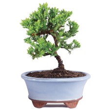 Green Mound Juniper - DT2101GMJ