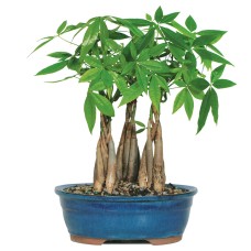 Money Tree Grove