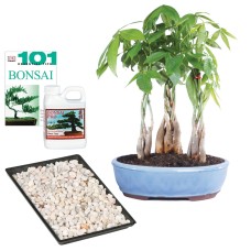 Money Tree Grove Complete Gift