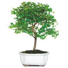 Jaboticaba - DT2712JMC