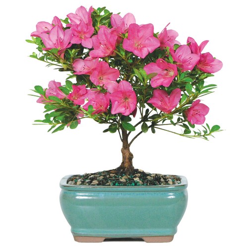 Azalea - DT3066AZ