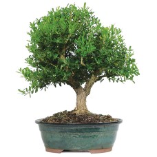 Harland Boxwood - DT3513HB