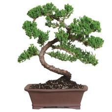 Green Mound Juniper - DT4002GMJ