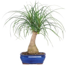 Ponytail Palm - DT7001PTP