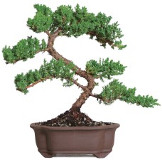 Green Mound Juniper - DT7079GMJ