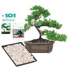 Green Mound Juniper Complete Gift- DT7079GMJCG