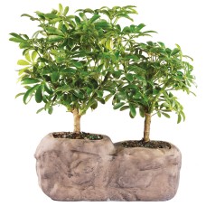 Hawaiian Umbrella in Rock Pot