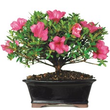 Azalea - DT8014AZ