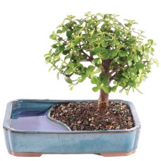 Dwarf Jade In Water Pot
