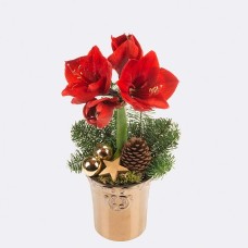 Red Amaryllis in a pot with 2 Ferrero Rocher