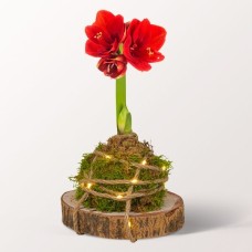 Red Amaryllis Arrangement
