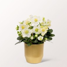 White Snow Rose with 2 Ferrero Rocher