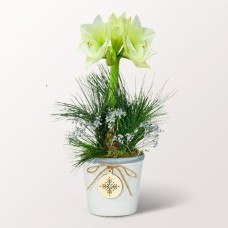White Amaryllis in a Sweet Ceramic Pot