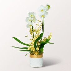White Orchid in a Elegant Pot