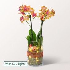 Orange Orchid in a Glass