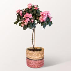 Sweet Azalea in a Basket